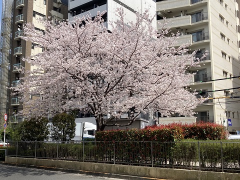 弊社面前の台東区立北上野児童遊園の桜
